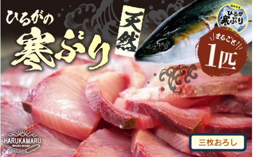 【先行予約】天然 寒ぶり 1本 (約8～9kg) 若狭湾 ひるがの寒ぶり (三枚おろし)【2026年12月中旬以降順次発送予定】【ブランド お歳暮 贈答 ギフト プレゼント 寒ブリ ぶり ブリ 鰤 鮮魚 新鮮 生食 刺身 海鮮丼 ブリしゃぶ 日向 産地直送 冬の味覚 海鮮 冷蔵】 [m36-l004_03]