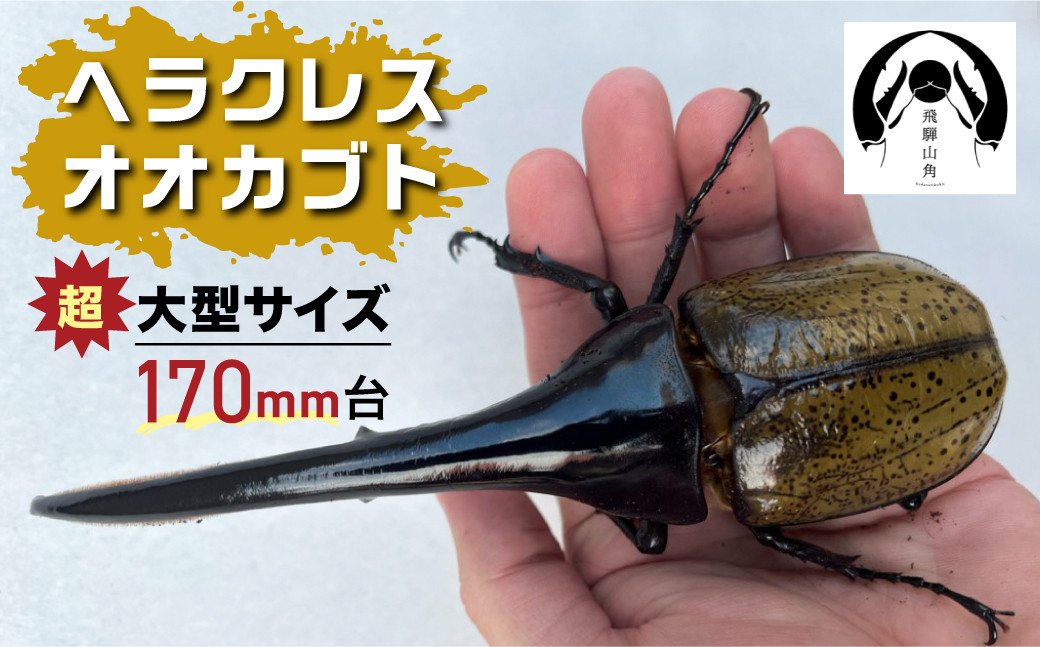 
昆虫の王様 ヘラクレスオオカブト 170mm台 カブトムシ 大型 超大型 ♂ オス
