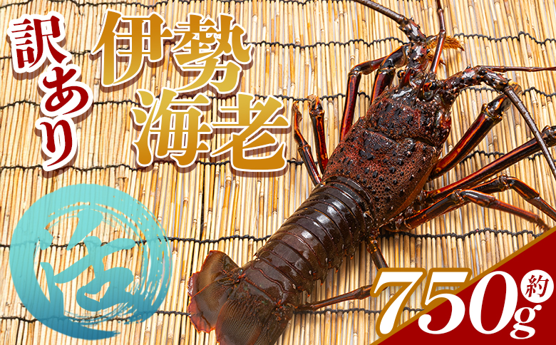活 伊勢海老 計750g(1～3匹) 冷蔵 eb-0002