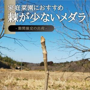 宮城県 西根の森 タラの木の苗木 手掘り苗(タラの芽)20～50cm　3本【1393924】