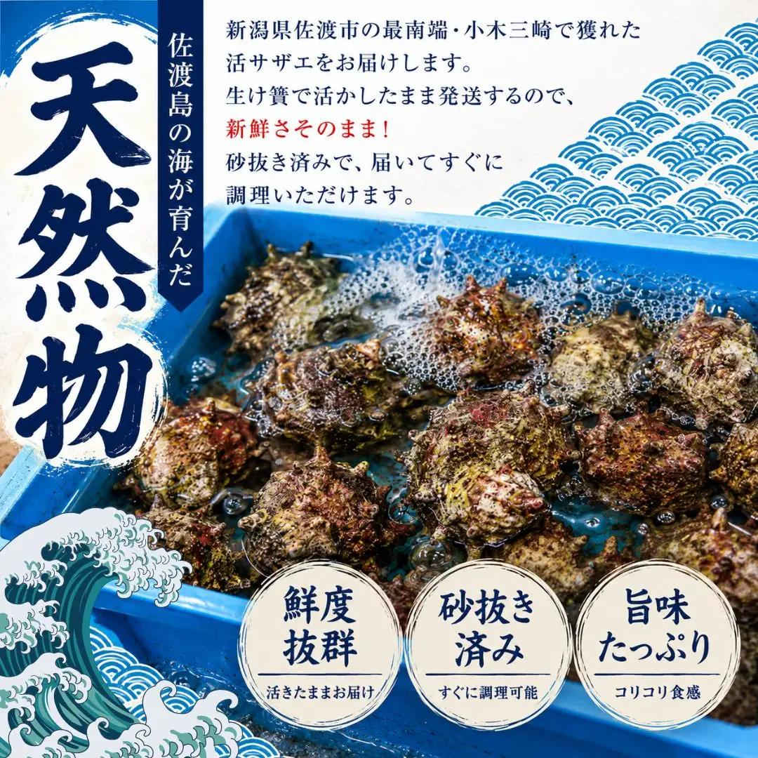 サザエ 佐渡産 天然活 2kg 20個前後 | 新潟県 サザエ