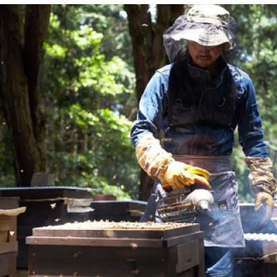 ふるさと納税 和泉市 【1種】 いずみつ(百花密) 500g 　倒立型 蜜切れ抜群ボトル　 |  | 01