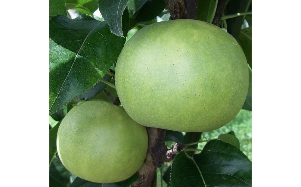 
                  なつひめ 3キロ【安田農園】
                