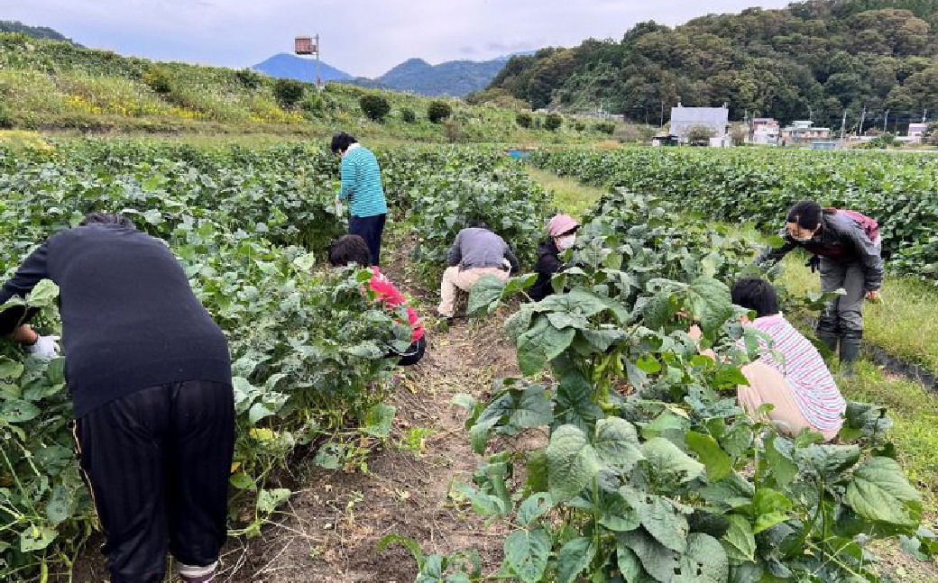 
                  あけぼの大豆 枝豆 摘み取り体験チケット チケット 体験 経験 券 イベント 豆 野菜 希少 GI産品 糖度 旅行 旅 国内旅行 トラベル 【 2026年10月10日〜12日 ・ 17日 ・ 18日限定 】
                