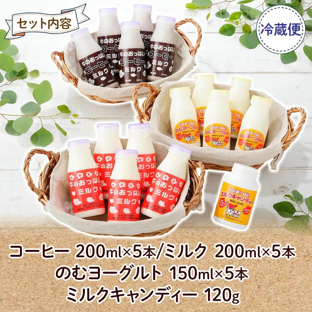 牛のおっぱいミルク 5本 コーヒーミルク5本 のむヨーグルト5本 計15本 おっぱいミルクキャンディー1個 セット 牛乳 生乳 ミルク 牛 酪農 飲料 しぼりたて 珈琲 ヨーグルト 飴 お取り寄せ ギ