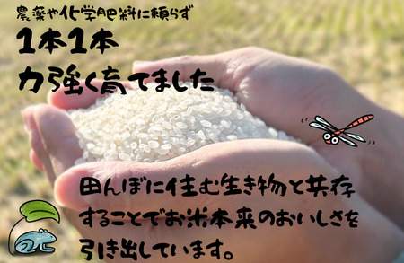 【令和6年産】コシヒカリ 5kg 玄米 お米 ごはん 米 無農薬栽培 無化学肥料栽培 サノライス [Q2272genx_24]