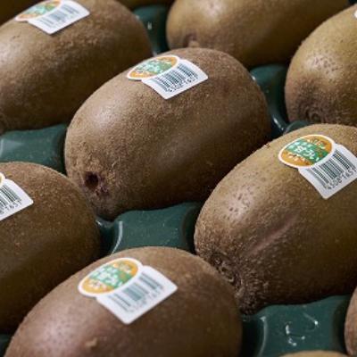 ふるさと納税 中間市 福岡限定!ブランドキウイ「甘うぃ(あまうぃ)」約1.5kg箱(12-15玉)(中間市) |  | 01