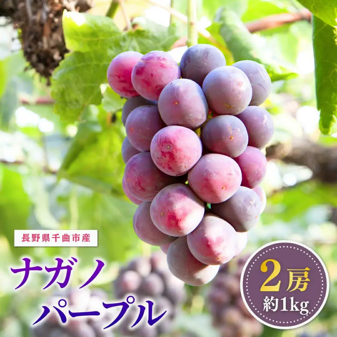 ナガノパープル 約1kg (2房)  家庭用 | ナガノパープル