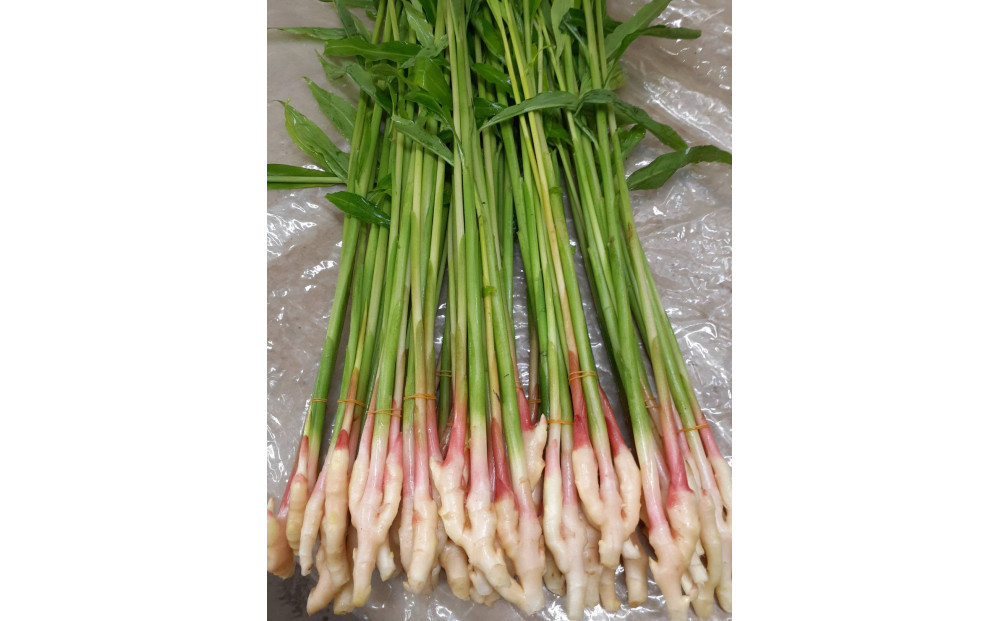 旬のお野菜詰め合わせセット【配送不可：北海道・沖縄・離島（一部除く）・島しょ部】