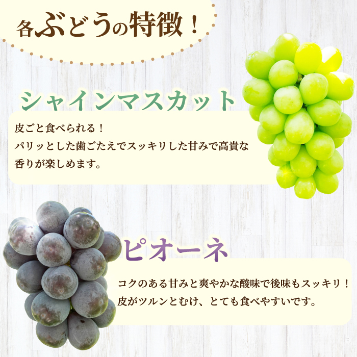 【先行受付】厳選！旬のぶどう詰め合わせ約2kg（4～5房） 2025年9月上旬から順次発送 種なし シャインマスカット 品種 農園おまかせ ピオーネ BKシードレス 安芸クイーン クイーンニーナ スカ