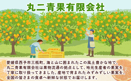 ＜西予市産 温州みかん 秀品 約5kg＞ 蜜柑 ミカン みかん 果物 フルーツ 柑橘 国産 愛媛県産 サイズおまかせ 5キロ うんしゅうみかん ウンシュウミカン 特産品 丸二青果 愛媛県 西予市【常温