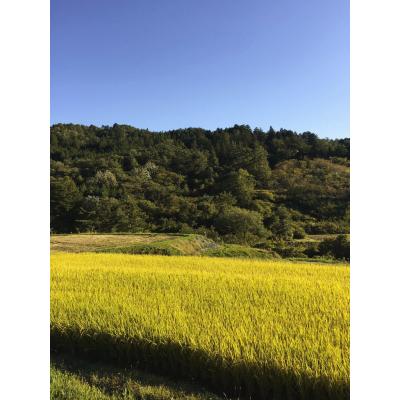 ふるさと納税 白川町 白川米コシヒカリ　5kg |  | 01