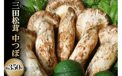 三田 松茸 中つぼ 約350g まつたけ 秋の味覚 きのこ キノコ 旬の野菜 贈答品 歳暮 お歳暮 新年 年末 贈り物 ギフト 食品 ギフト  ふるさと納税 ふるさと 人気 おすすめ 送料無料 [兵庫県 三田市 3d28bae460002]