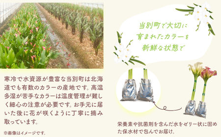 [1.5-286] カラー 切花 30本（3～4品種）四季農場《8月上旬-10月末頃出荷》北海道 当別町 花 お花 はな カラー 切り花 冷蔵便 北海道産 当別町産 インテリア