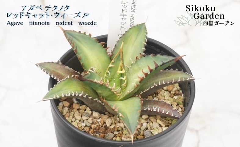 
                  アガベ・チタノタ「レッドキャット・ウィーズル」 3.5号鉢 四国ガーデン 人気 多肉植物 インテリア 観葉植物 グリーン リラックス｜B324
                