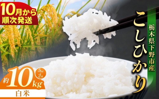 【先行予約】【2026年10月以降発送】下野市産 コシヒカリ 10kg 白米 | お米 こめ コメ 白米 精米 こしひかり ｺｼﾋｶﾘ 新米 栃木米 令和8年度米 令和8年 2026年度 ブランド米 栃木県 特産品 送料無料 栃木県 下野市