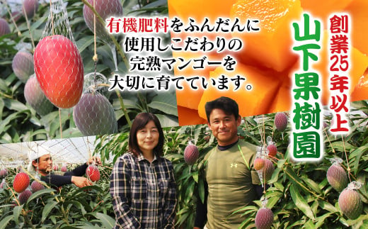 【先行予約】2027年発送【マンゴー専門 山下果樹園】ご家庭用完熟マンゴー 1kg 宮崎県西都産 生産者直送＜61-1a＞