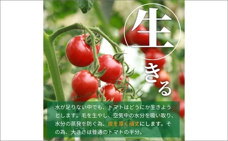 【トマト】高糖度やりすぎトマト 1kg（2026年6月上旬～発送）