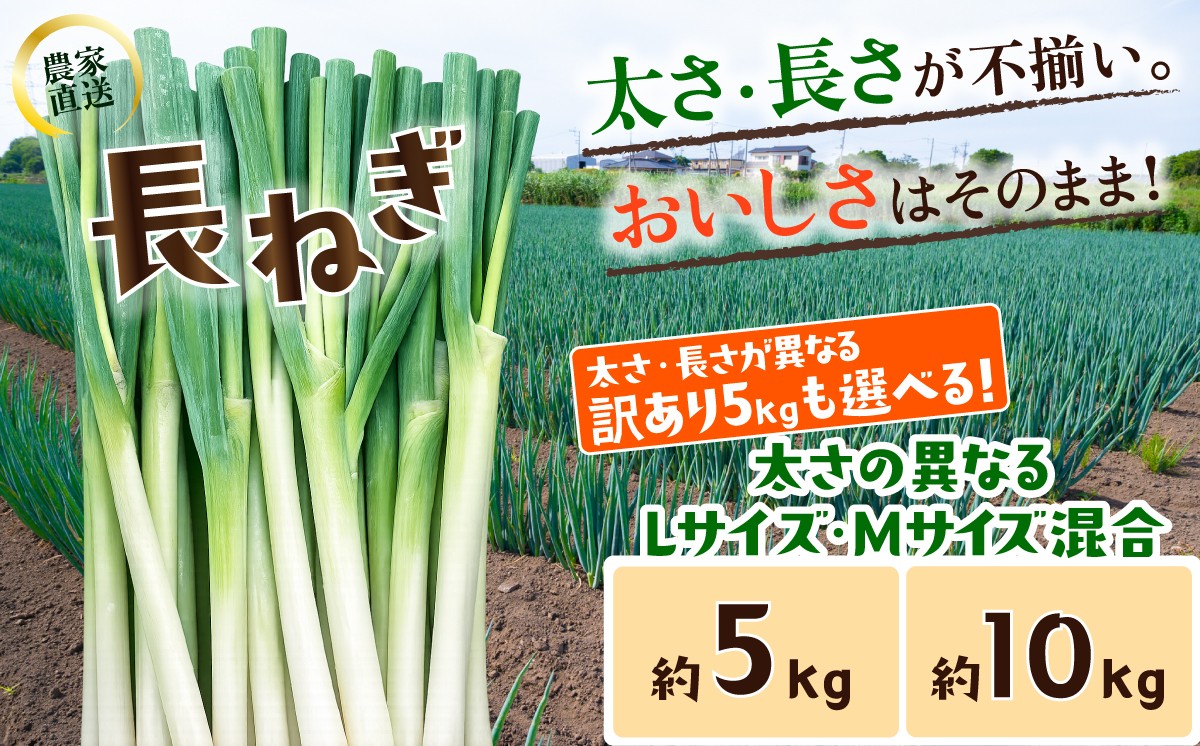 
                  訳あり 長ねぎ《訳あり/正規品・容量が選べる！》訳あり 茨城県産 5kg / 10kg【茨城県 下妻市産 長ねぎ 長ネギ 長葱 白ねぎ 白ネギ 白葱 ねぎ ネギ 葱 野菜 採れたて 旬野菜 季節の野菜 鍋 おすすめ】
                