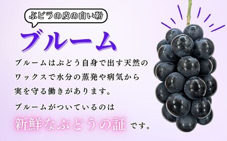 【先行予約】[令和7年産]飯山市産 ナガノパープル2房（約900g以上）(7-A31)
