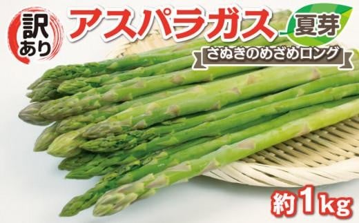 
            【6月中旬頃～発送】【訳あり】アスパラガス (さぬきのめざめロング)　夏芽 1kg
          