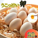 【ふるさと納税】烏骨鶏！薬膳鶏の自然な恵み！卵 20個セット 鳥取 岩美 たまご うこっけい【33001】