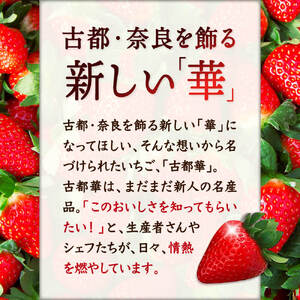 【数量限定】奈良のプレミアム苺「古都華」2024年1月以降発送　大粒 苺 いちご 果物 古都華 大粒 苺 いちご 果物　古都華　大粒 苺 いちご 果物 古都華 大粒 苺 いちご 果物 古都華 大粒 苺