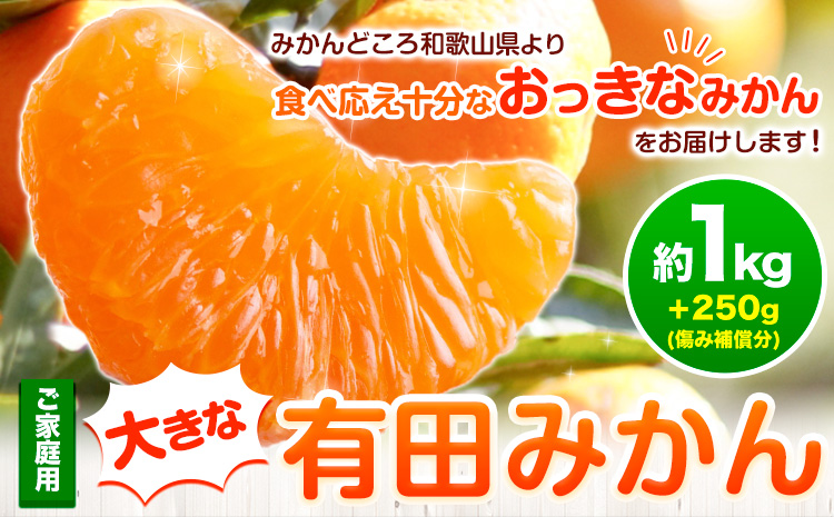 家庭用 おっきな有田みかん 約1kg ＋250g （ 傷み補償分 ）【わけあり・訳あり】【光センサー選果】 池田鹿蔵農園@日高町（池田農園株式会社）《11月中旬-1月下旬頃出荷》日高町【配送不可地域あり】