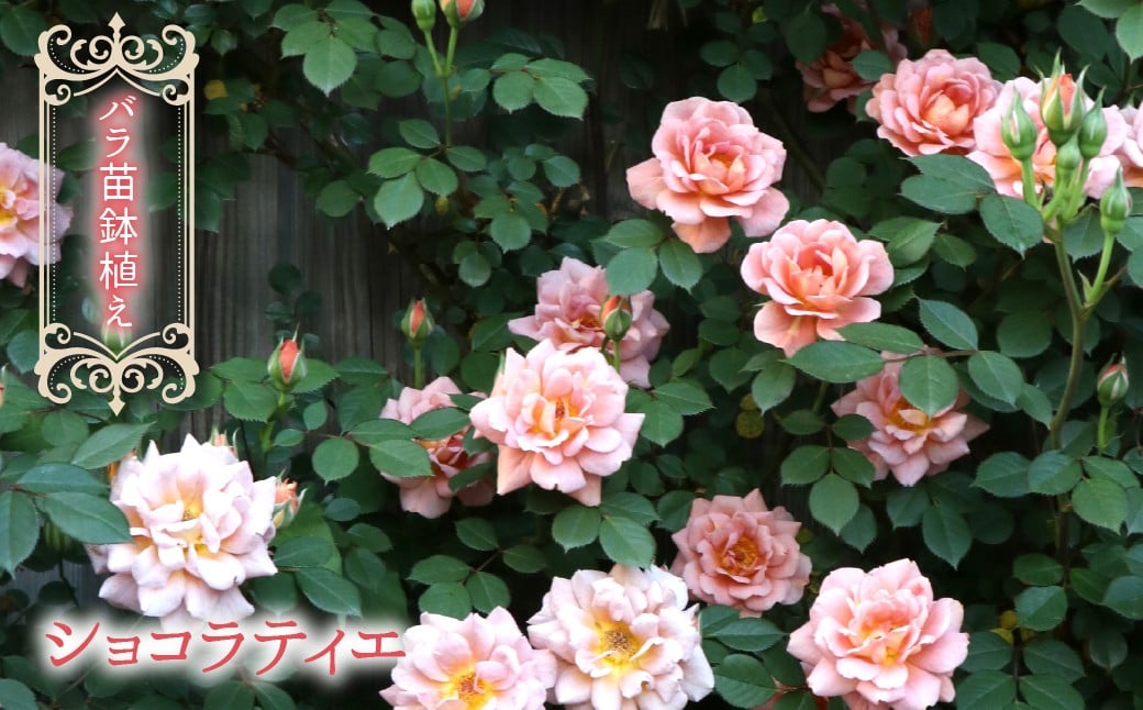 
            【2026年2月から発送】バラ苗鉢植え「ショコラティエ」057-050
          