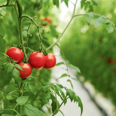 【産地直送】トマト(約3.0kg) 箱 うふふの実 高糖度フルーツトマト　アイメック【常温】【配送不可地域：離島・北海道・沖縄県】