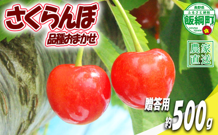 【 贈答品 冷蔵便 朝採り 当日発送 】 さくらんぼ 500g 贈答パック （ 品種おまかせ  佐藤錦 紅秀峰）増田ファーム 配送先は本州限定 2026年6月中旬〜2026年7月上旬まで順次発送予定 チェリー サクランボ ギフト 長野県 飯綱町 [2077]