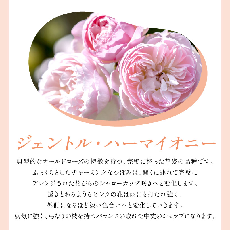 【イングリッシュローズ】デビッド・オースチン ジェントル・ハーマイオニー 6L鉢苗（バラ専用肥料付）【025D-041】