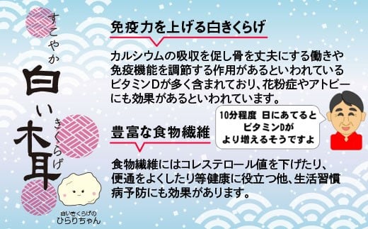 国産粉末『白い木耳』50ｇ きくらげ堂〈1-64〉きのこ 木耳 キクラゲ 粉 宮崎県西都市