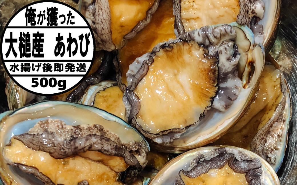 【2026年11月・12月期間限定発送】【先行予約】アワビ約500g（4個前後）初栄丸 ※アワビヘラ＆軍手付き【35】