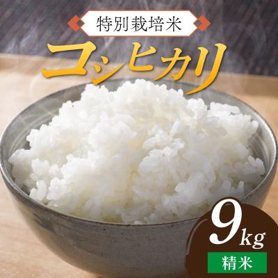 ふるさと納税 南越前町 【先行予約】令和8年産 特別栽培米 コシヒカリ 精米9kg