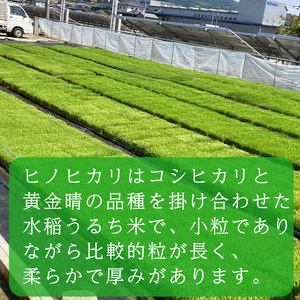 令和5年産！愛媛県産ヒノヒカリ 10kg | 米 ｺﾒ 米 ｺﾒ 米 ｺﾒ 米 ｺﾒ 米 ｺﾒ 米 ｺﾒ 米 ｺﾒ 米 ｺﾒ 米 ｺﾒ 米 ｺﾒ 米 ｺﾒ 米 ｺﾒ 米 ｺﾒ 米 ｺﾒ 米 ｺﾒ 米 