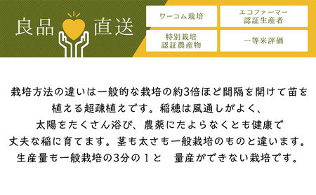 令和7年度産 山形産 「つや姫」5kg (玄米) 特別栽培米 8割減農薬・9割減化学肥料（当地比）【カブトエビが泳ぐほそやさんの田んぼから】微生物を活性化させるワーコム栽培 FY25-126