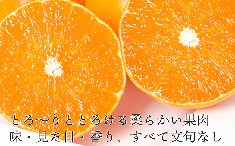 先行予約＜訳あり 愛媛県産せとか 合計約1.5kg＞ 『2027年2月以降順次出荷予定』ミヤモトオレンジガーデン 愛媛県 西予市