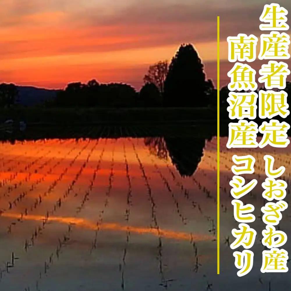 【令和8年産　新米予約】【1Kg】生産者限定／契約栽培 南魚沼しおざわ産コシヒカリ【銘柄米 精米 こしひかり コシヒカリ 魚沼産 新潟米 お米 米 こめ コメ ご飯 御飯 ごはん】【2026年10月上