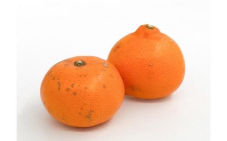  【1月下旬より発送】＜訳あり＞ せとか　約3kg 【KK074】(訳あり みかん 訳あり みかん 柑橘 訳あり みかん せとか 訳あり みかん せとか 訳あり みかん せとか 訳あり みかん フルー