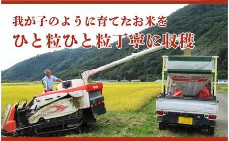 お米 コシヒカリ 米 令和7年産 20kg 関口さんちのお米