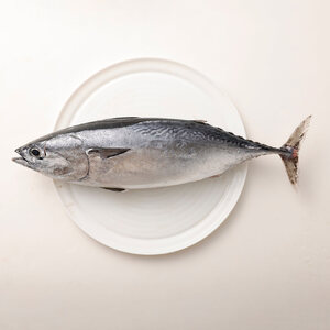 おまかせ！季節の鮮魚 お楽しみセット（琥珀コース）天然魚 食べ比べ 魚介類 海鮮料理【R00637】