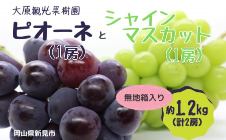 大原観光果樹園 ピオーネ1房とシャインマスカット1房（計2房） 約1.2kg 【先行予約 9月中旬から順次発送】