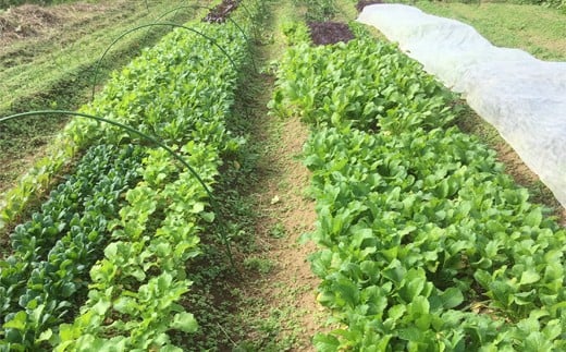 ひばり農園の無農薬ワクワク野菜セット 《6月より発送開始》 【289】