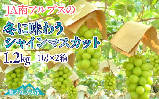 ＜2026年発送先行予約＞冬に味わうシャインマスカット1.2kg ALPAA040