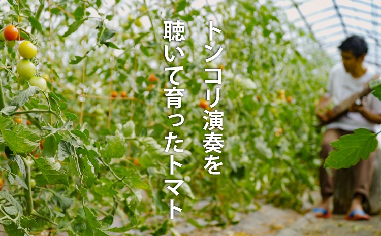 【トンコリ演奏で育ったトマト】栽培中、ハウス内でアイヌ民族楽器｢トンコリ｣奏者ＯＫＩさんの演奏(ＣＤ)を聴かせて育てています。