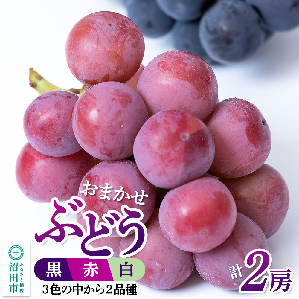 【ふるさと納税】沼田市産 ぶどう 2房セット（黒・赤・白から品種おまかせで2種）ぶどう農園 ラ・テール [葡萄 ぶどう ブドウ]