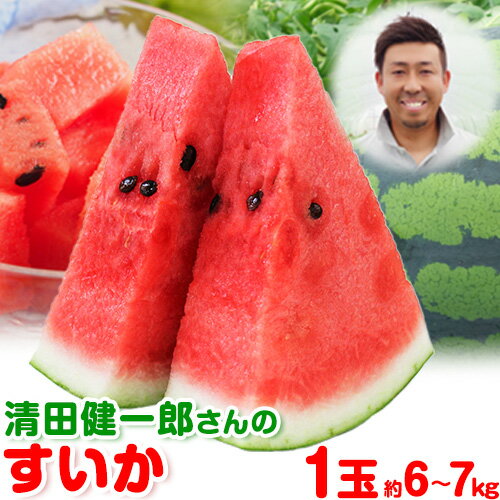 【ふるさと納税】『清田健一郎さん』のすいか 1玉約6-7kg 熊本県玉名郡玉東町『清田健一郎さん』すいか フルーツ 果物 熊本県産【日付指定不可】《4月下旬-4月末頃出荷》