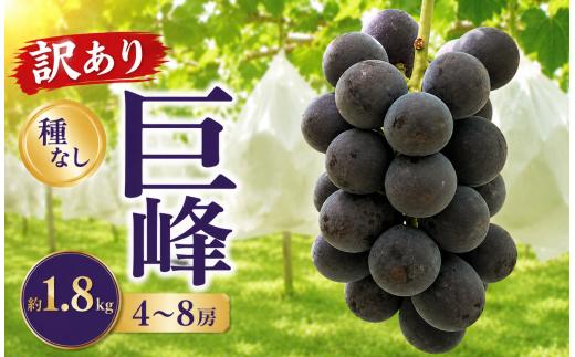 先行受付【訳あり】 種なし巨峰 約1.8kg 4～8房  2026年8月下旬〜10月上旬頃発送予定［新規就農者応援コース 幸作会］｜訳あり 巨峰 ぶどう 葡萄 ブドウ 種無し 果物 フルーツ クール便 冷蔵便 生産者応援 不揃い 傷 長野県 小布施町［K-29］