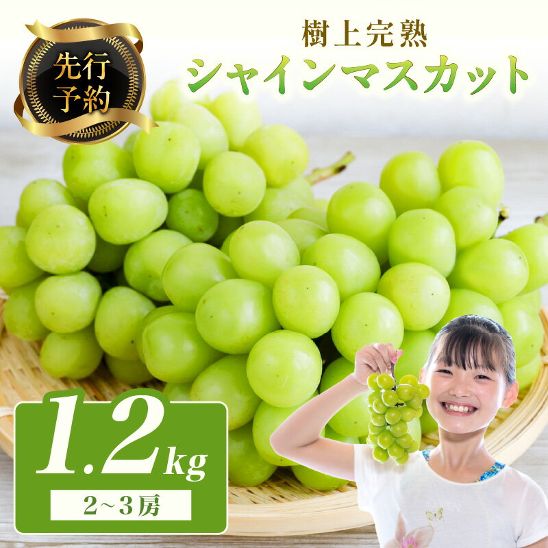 【ふるさと納税】【先行予約】樹上完熟 シャインマスカット 1.2kg（2～3房）（2025年9月中旬～発送） 果物 フルーツ マスカット ぶどう 1.2kg 先行予約 ふるさと納税 シャインマスカット しゃいんますかっと 葡萄 ブドウ ふるーつ 甘い あまい ギフト お取り寄せ